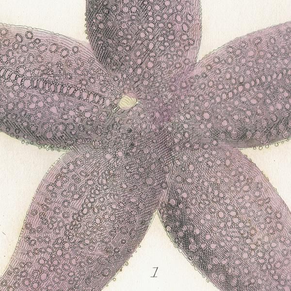 海洋生物 ヒトデ（海星 / スターフィッシュ） イギリス