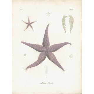 海洋生物 ヒトデ（海星 / スターフィッシュ） イギリス アンティークプリント 博物画 標本画｜0199