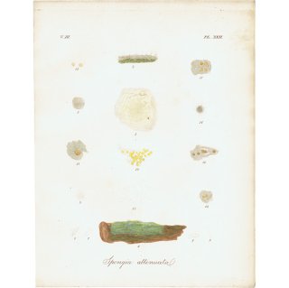 海洋生物 Spongia attenuata モクヨクカイメン イギリス アンティークプリント 博物画 標本画｜0190