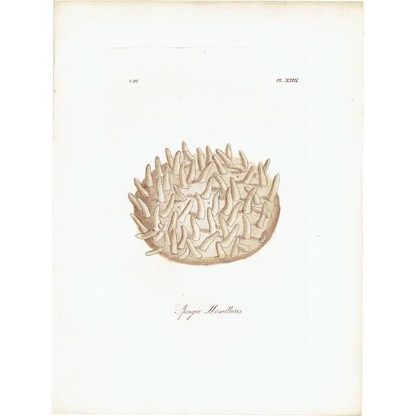 海洋生物 Spongia Mammillaris モクヨクカイメン イギリス