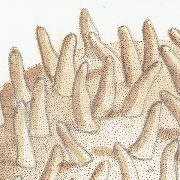 海洋生物 Spongia Mammillaris モクヨクカイメン イギリス