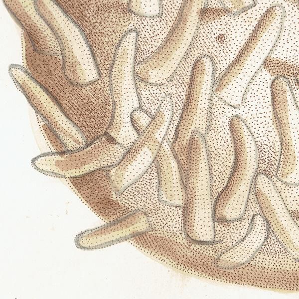 海洋生物 Spongia Mammillaris モクヨクカイメン イギリス