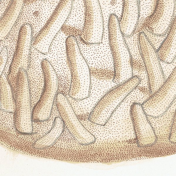 海洋生物 Spongia Mammillaris モクヨクカイメン イギリス アンティークプリント 博物画 標本画｜0207