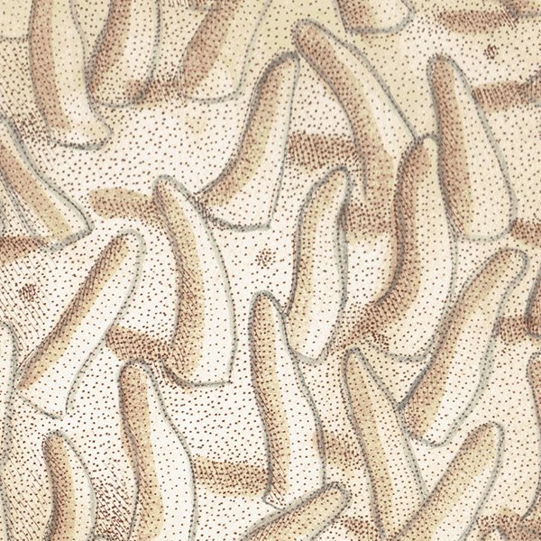 海洋生物 Spongia Mammillaris モクヨクカイメン イギリス アンティークプリント 博物画 標本画｜0207