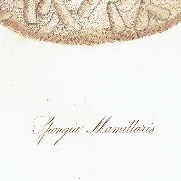 ʪ Spongia Mammillaris ⥯襯 ꥹ ƥץ ʪ ɸܲ0207