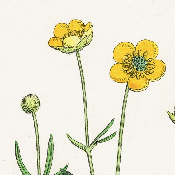 kinpouge イギリス アンティーク ボタニカルアート/植物画 Rananculus auricornus.(チシマキンポウゲ) plate.32,1863年  0619