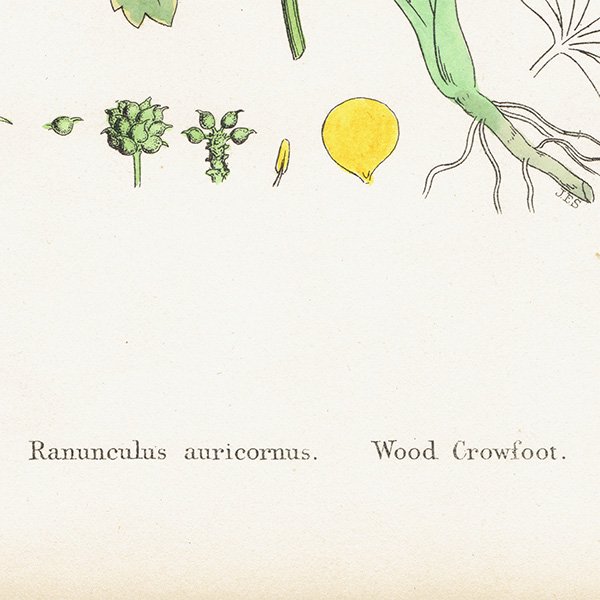 ꥹ ƥ ܥ˥륢/ʪ Rananculus auricornus.(ޥݥ) plate.32,1863ǯ 0619