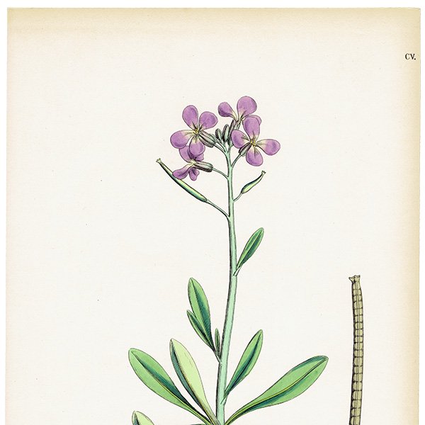 ꥹ ƥ ܥ˥륢/ʪ Matthiola incana.(饻ȥ / ȥå) plate.105,1863ǯ 0620