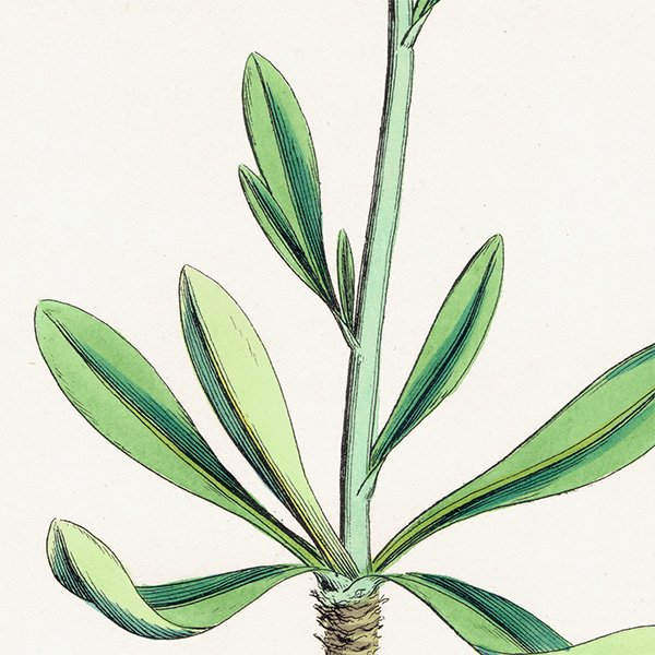 ꥹ ƥ ܥ˥륢/ʪ Matthiola incana.(饻ȥ / ȥå) plate.105,1863ǯ 0620