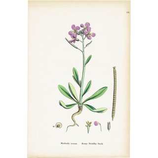 ꥹ ƥ ܥ˥륢/ʪ Matthiola incana.(饻ȥ / ȥå) plate.105,1863ǯ 0620