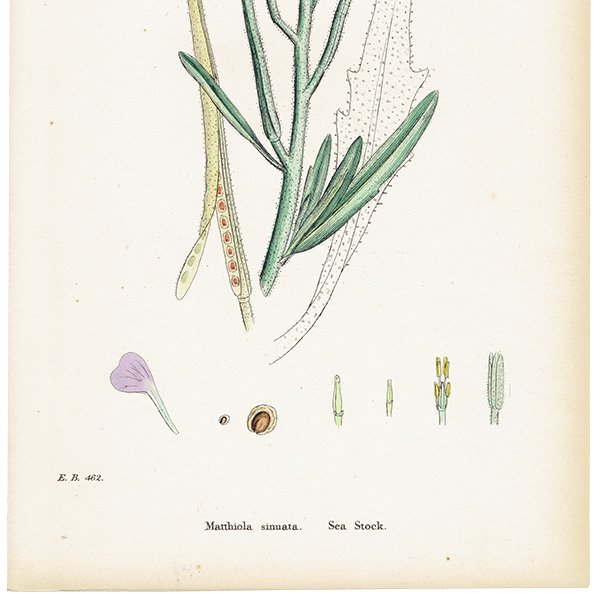 ꥹ ƥ ܥ˥륢/ʪ Matthiola sinuata.(饻ȥ / ȥå) plate.104,1863ǯ 0621