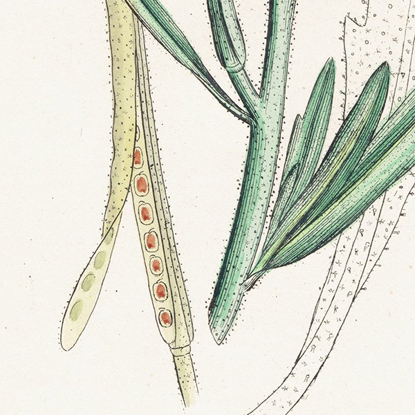 ꥹ ƥ ܥ˥륢/ʪ Matthiola sinuata.(饻ȥ / ȥå) plate.104,1863ǯ 0621