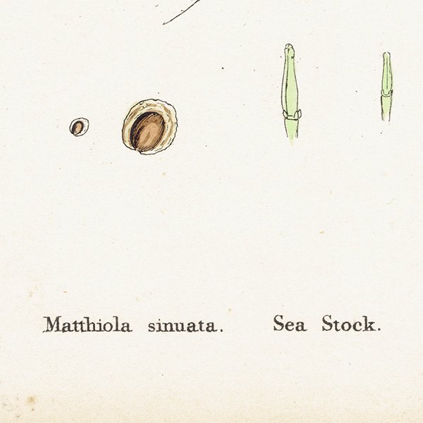 ꥹ ƥ ܥ˥륢/ʪ Matthiola sinuata.(饻ȥ / ȥå) plate.104,1863ǯ 0621
