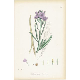イギリス アンティーク ボタニカルアート/植物画 Matthiola sinuata.(アラセイトウ / ストック) plate.104,1863年 0621