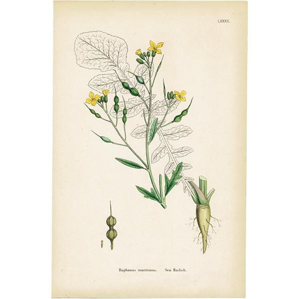 イギリス アンティーク ボタニカルアート/植物画 Raphanus