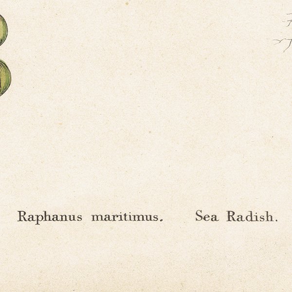 ꥹ ƥ ܥ˥륢/ʪ Raphanus maritimus.(襦Υ) plate.82,1863ǯ 0622