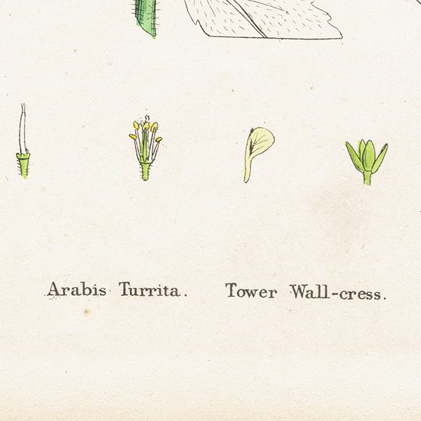ꥹ ƥ ܥ˥륢/ʪ Arabis Turrita.(쥹) plate.118,1863ǯ 0623