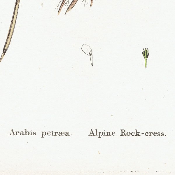 ꥹ ƥ ܥ˥륢/ʪ Arabis petraea.(ѥå쥹) plate.113,1863ǯ 0624