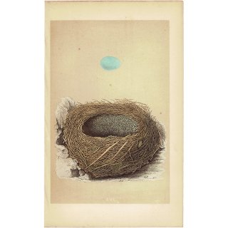 イギリス アンティークプリント バードエッグ（鳥の卵）ALPINE ACCENTOR / イワヒバリ の卵と巣 0123