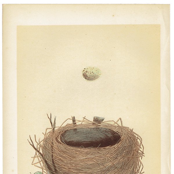イギリス アンティークプリント バードエッグ（鳥の卵）WHITETHROAT / ノドジロムシクイ の卵と巣 0125