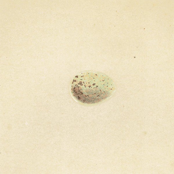 イギリス アンティークプリント バードエッグ（鳥の卵）WHITETHROAT / ノドジロムシクイ の卵と巣 0125