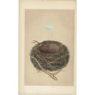イギリス アンティークプリント バードエッグ（鳥の卵）DUNNOCK / ヨーロッパカヤクグリ の卵と巣 0126