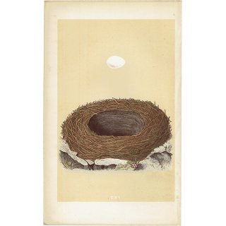 イギリス アンティークプリント バードエッグ（鳥の卵）BLACKSTART / ハイイロイワビタキ の卵と巣 0127