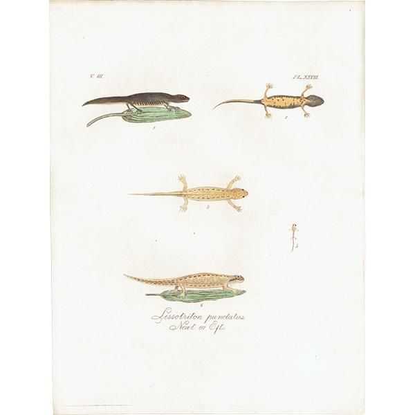 訳あり商品 両生類 イモリ Lissotriton punctatus. Newt Eft. イギリス その他