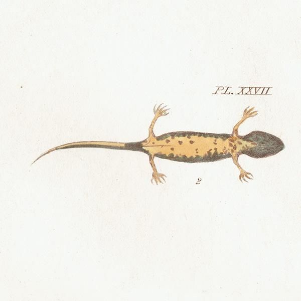 ξ  Lissotriton punctatus. Newt Eft. ꥹ ƥץ ʪ ɸܲ0187