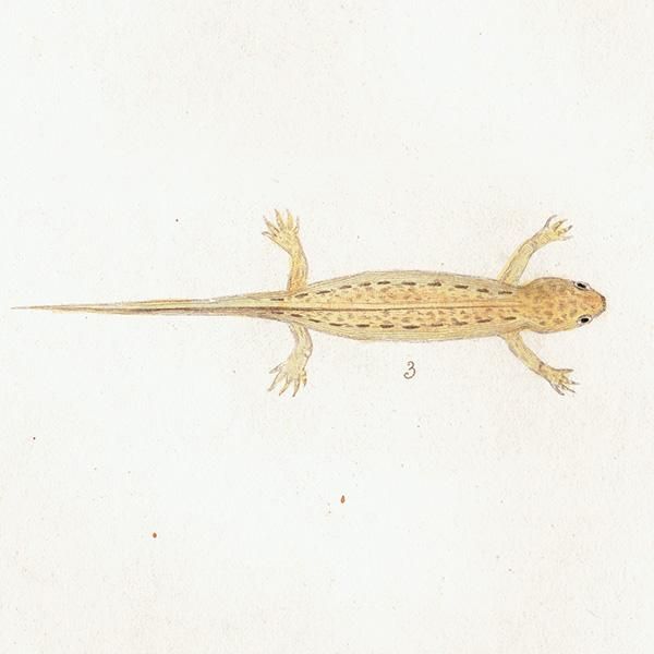 ξ  Lissotriton punctatus. Newt Eft. ꥹ ƥץ ʪ ɸܲ0187