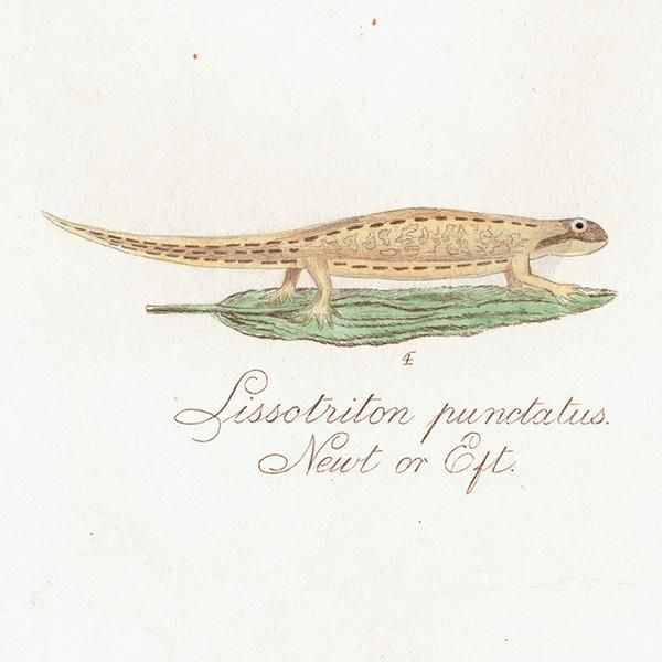 両生類 イモリ Lissotriton punctatus. Newt Eft. イギリス