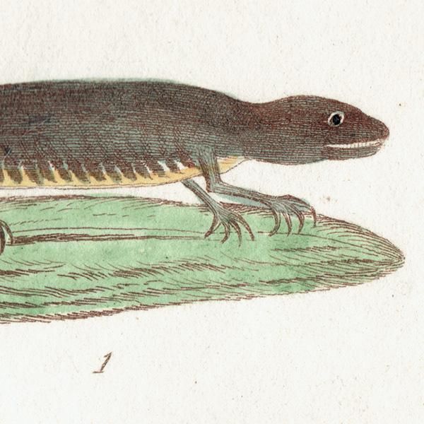 両生類 イモリ Lissotriton punctatus. Newt Eft. イギリス
