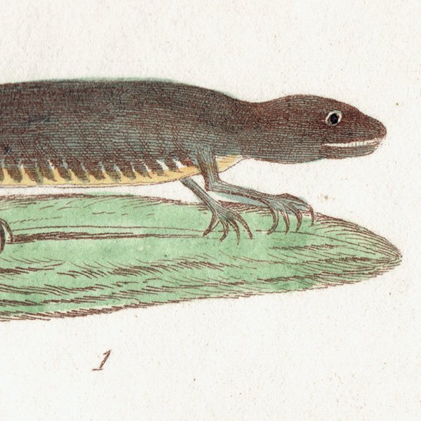 ξ  Lissotriton punctatus. Newt Eft. ꥹ ƥץ ʪ ɸܲ0187