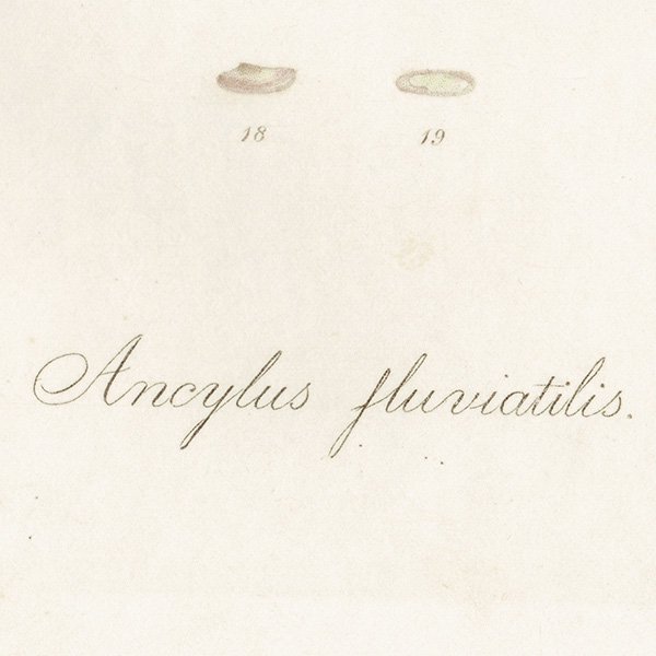 ʪ Ancylus fluviatilis. 拾饬 ꥹ ƥץ ʪ ɸܲ0162