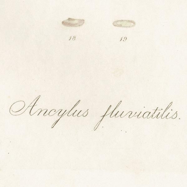 ʪ Ancylus fluviatilis. 拾饬 ꥹ ƥץ ʪ ɸܲ0162