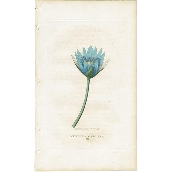 NYMPHAEA CAERULEA（エムファエア・カエルレア/睡蓮） イギリス