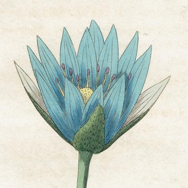 NYMPHAEA CAERULEAʥե쥢/ϡ ꥹ ƥ ܥ˥륢 / ʪ  0636