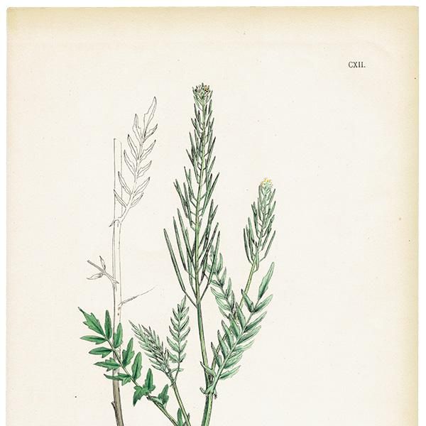 ꥹ ƥ ܥ˥륢/ʪ Cardamine impatiens.(˥󥸥) plate.112,1863ǯ 0625