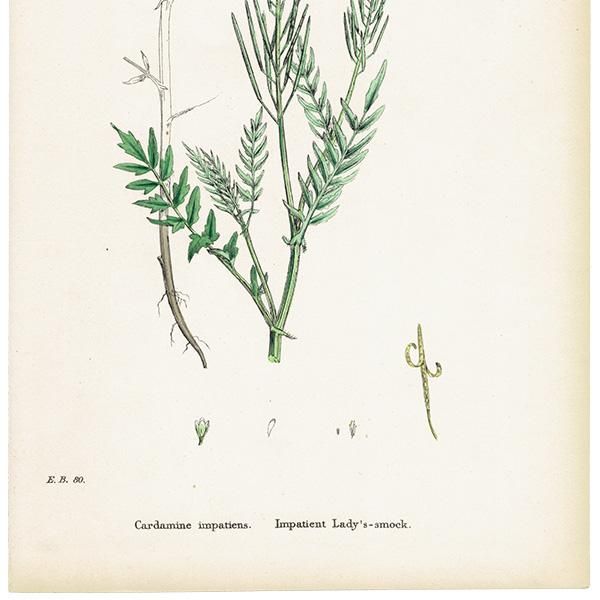 ꥹ ƥ ܥ˥륢/ʪ Cardamine impatiens.(˥󥸥) plate.112,1863ǯ 0625