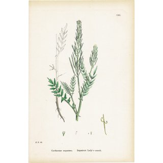 ꥹ ƥ ܥ˥륢/ʪ Cardamine impatiens.(˥󥸥) plate.112,1863ǯ 0625