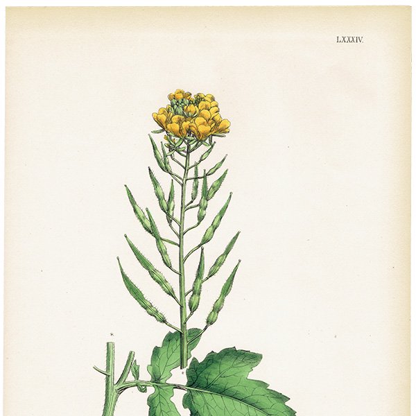 ꥹ ƥ ܥ˥륢/ʪ Brassica alba.(饷) plate.84,1863ǯ 0626