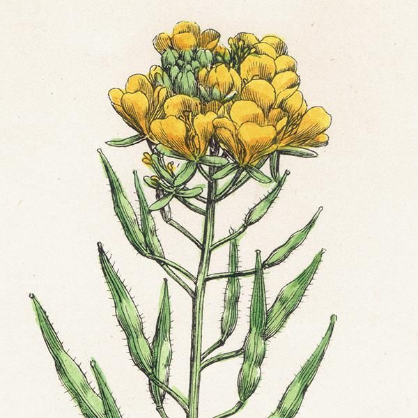 ꥹ ƥ ܥ˥륢/ʪ Brassica alba.(饷) plate.84,1863ǯ 0626