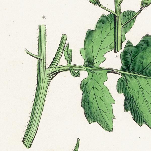 ꥹ ƥ ܥ˥륢/ʪ Brassica alba.(饷) plate.84,1863ǯ 0626