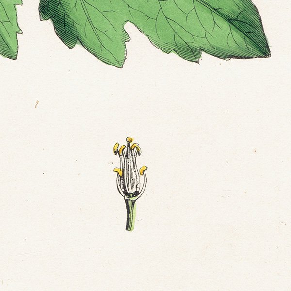 ꥹ ƥ ܥ˥륢/ʪ Brassica alba.(饷) plate.84,1863ǯ 0626