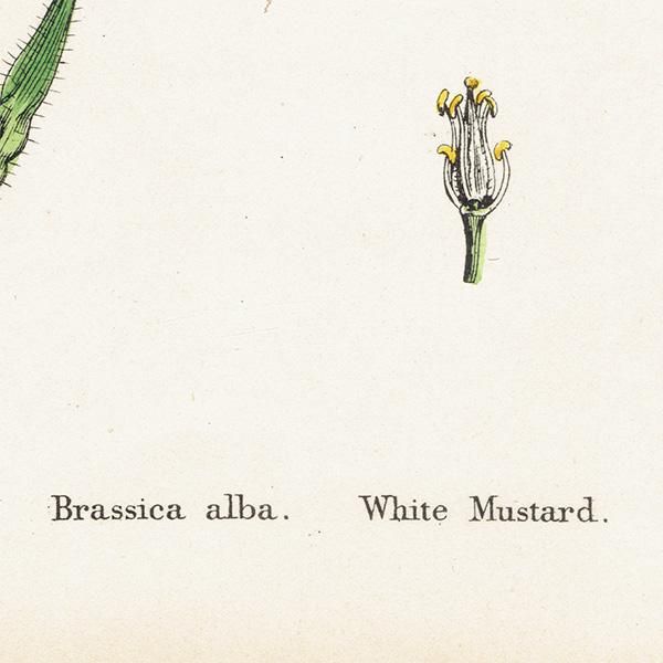 ꥹ ƥ ܥ˥륢/ʪ Brassica alba.(饷) plate.84,1863ǯ 0626