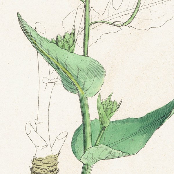 ꥹ ƥ ܥ˥륢/ʪ Brassica rapa.(֥å) plate.90,1863ǯ 0627