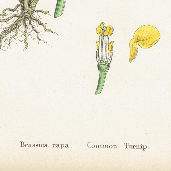 ꥹ ƥ ܥ˥륢/ʪ Brassica rapa.(֥å) plate.90,1863ǯ 0627