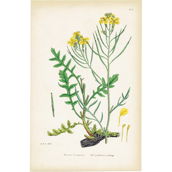 ꥹ ƥ ܥ˥륢/ʪ Brassica Cheiranthus.(֥ʲ) plate.92,1863ǯ 0628