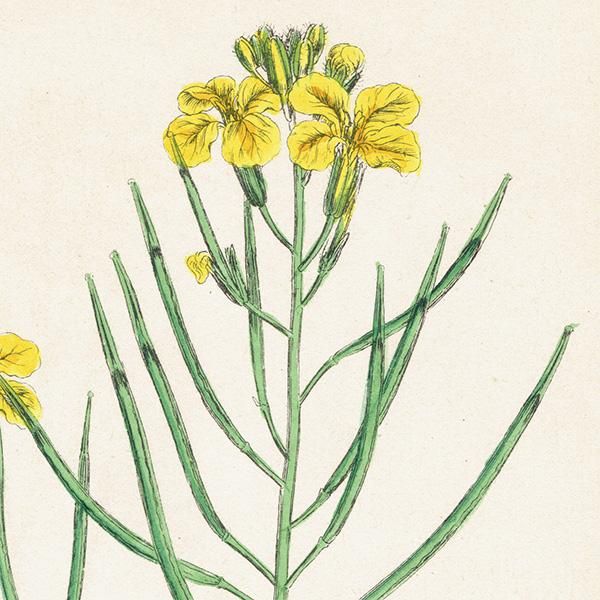 イギリス アンティーク ボタニカルアート/植物画 Brassica