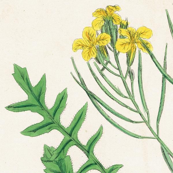 ꥹ ƥ ܥ˥륢/ʪ Brassica Cheiranthus.(֥ʲ) plate.92,1863ǯ 0628